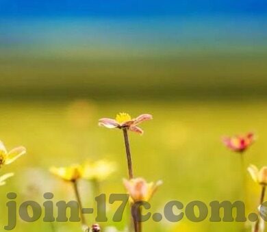 果冻传媒123-探索果冻传媒的多元化发展之路，123的独特魅力